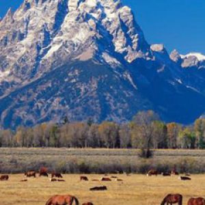 Montañas Majestuosas y Caballos