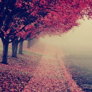 Sendero de Otoño con Hojas Rosadas