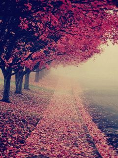 Sendero de Otoño con Hojas Rosadas