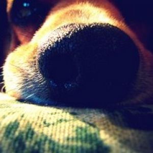 Primer plano de la nariz de un perro