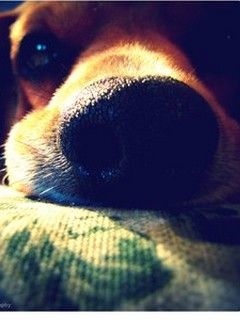 Primer plano de la nariz de un perro