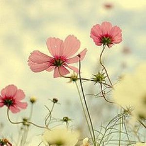 Flores Rosadas Delicadas