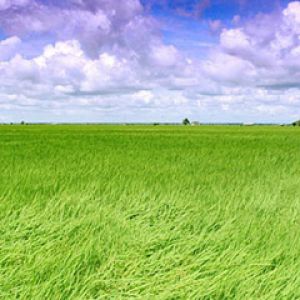 Campos Verdes Vibrantes