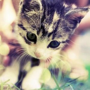 Gatito Adorable en la Naturaleza