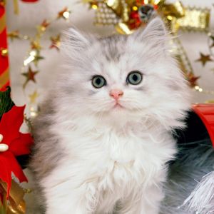 Gatito Navideño Adorable