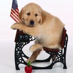 Cachorro de Golden Retriever