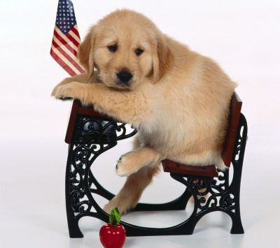 Cachorro de Golden Retriever