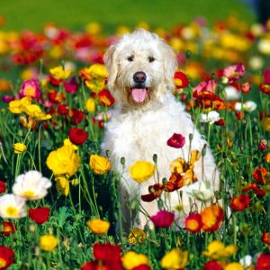 Perro lindo en campo de flores