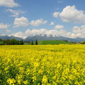 Campo de Flores Amarillas Vibrantes
