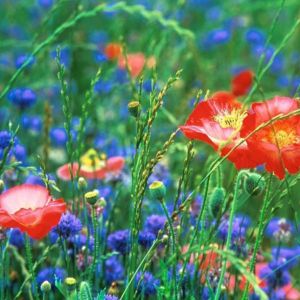 Campo de Flores Silvestres Vibrantes