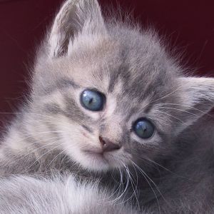 Gatito Gris Adorable