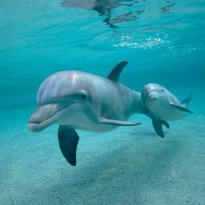 Delfines nadando juntos