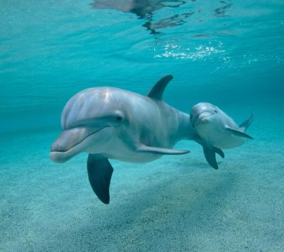 Delfines nadando juntos