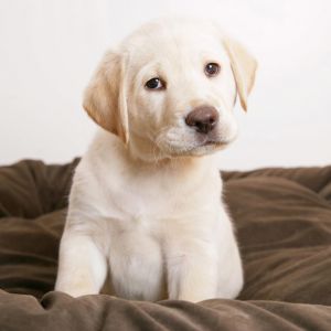 Cachorro de Labrador Adorable