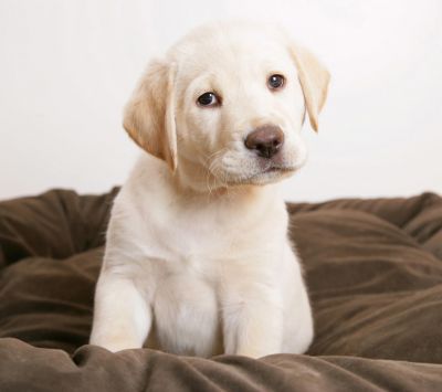 Cachorro de Labrador Adorable