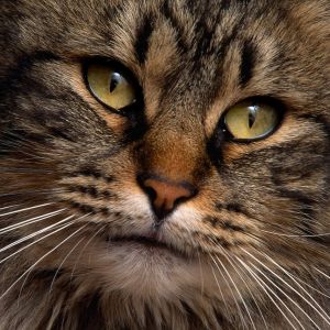 Gato Majestuoso en Primer Plano