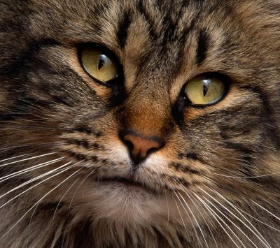 Gato Majestuoso en Primer Plano