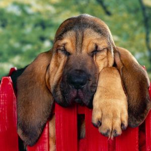 Perro Durmiendo Adorable