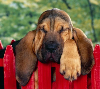 Perro Durmiendo Adorable
