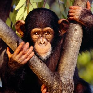 Chimpancé lindo en el árbol