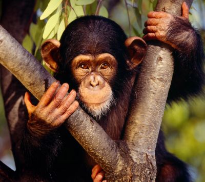 Chimpancé lindo en el árbol