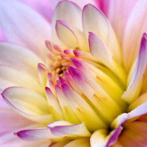 Hermosa Flor de Loto