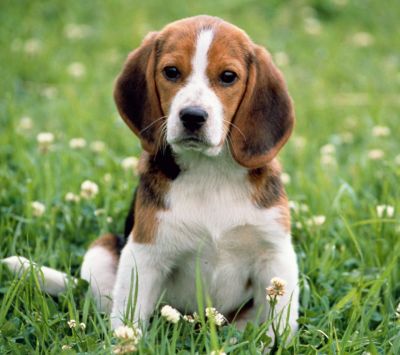 Adorable Cachorro Beagle