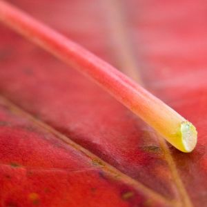 Primer Plano de una Hoja Roja