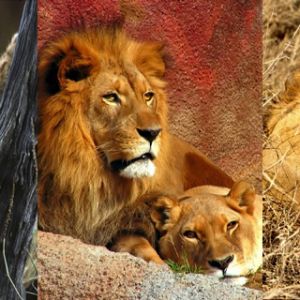 Leones y Cachorros Majestuosos