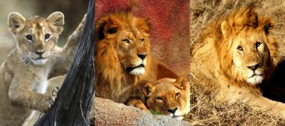 Leones y Cachorros Majestuosos