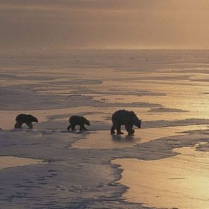 Osos Polares en el Hielo