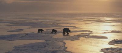 Osos Polares en el Hielo