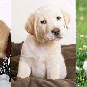 Colección de Cachorros Adorables