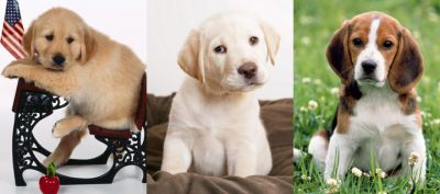 Colección de Cachorros Adorables