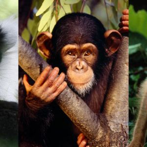 Monos y Lémures Adorables