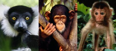 Monos y Lémures Adorables