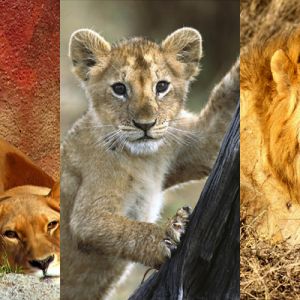 Leones Majestuosos y Cachorro