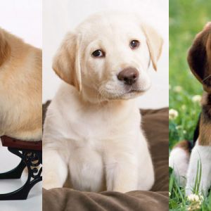 Colección de Cachorros Lindos