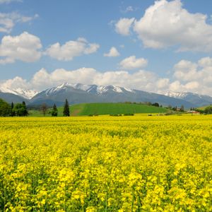 Campo de Flores Amarillas Vibrantes