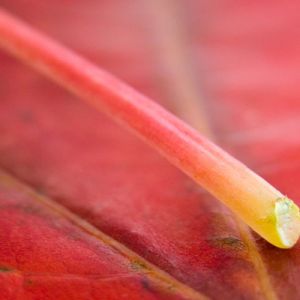 Primer plano de hoja roja