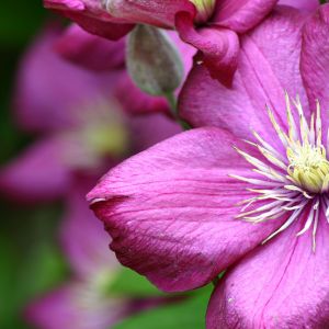 Flor Rosa Vibrante