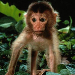 Mono Bebé Adorable