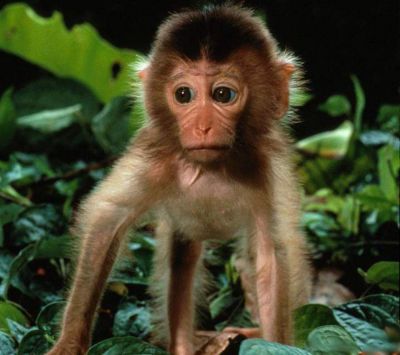 Mono Bebé Adorable