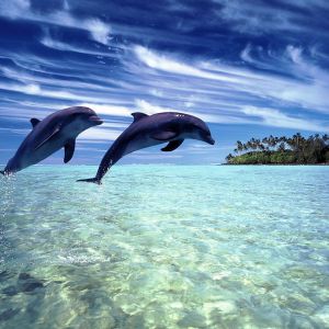 Delfines Saltando en Agua Clara