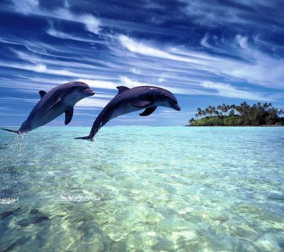 Delfines Saltando en Agua Clara