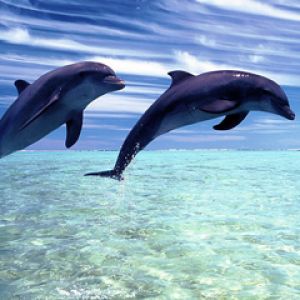 Delfines Saltando en Agua Clara