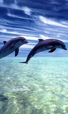 Delfines Saltando en Agua Clara