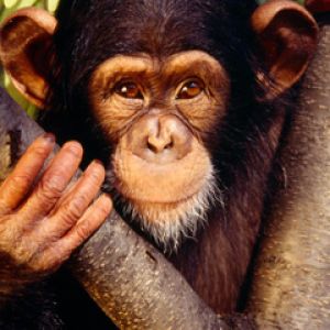 Retrato de Chimpancé Adorable