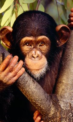 Retrato de Chimpancé Adorable