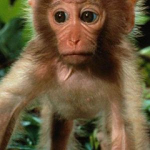 Mono Bebé Adorable